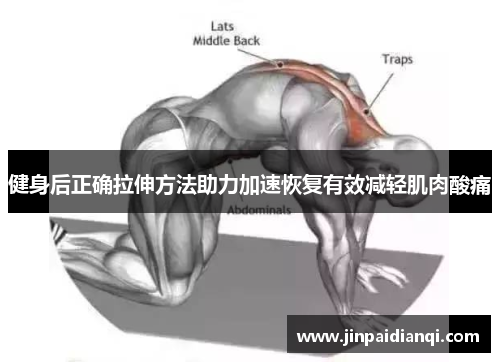 健身后正确拉伸方法助力加速恢复有效减轻肌肉酸痛